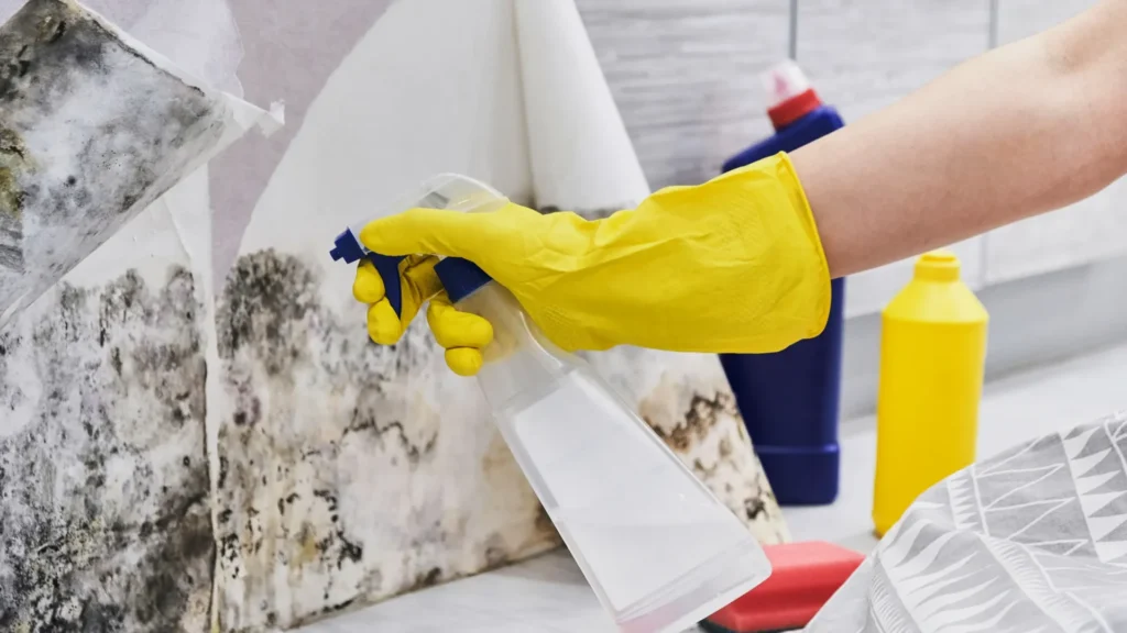 Mold Remediation Experts