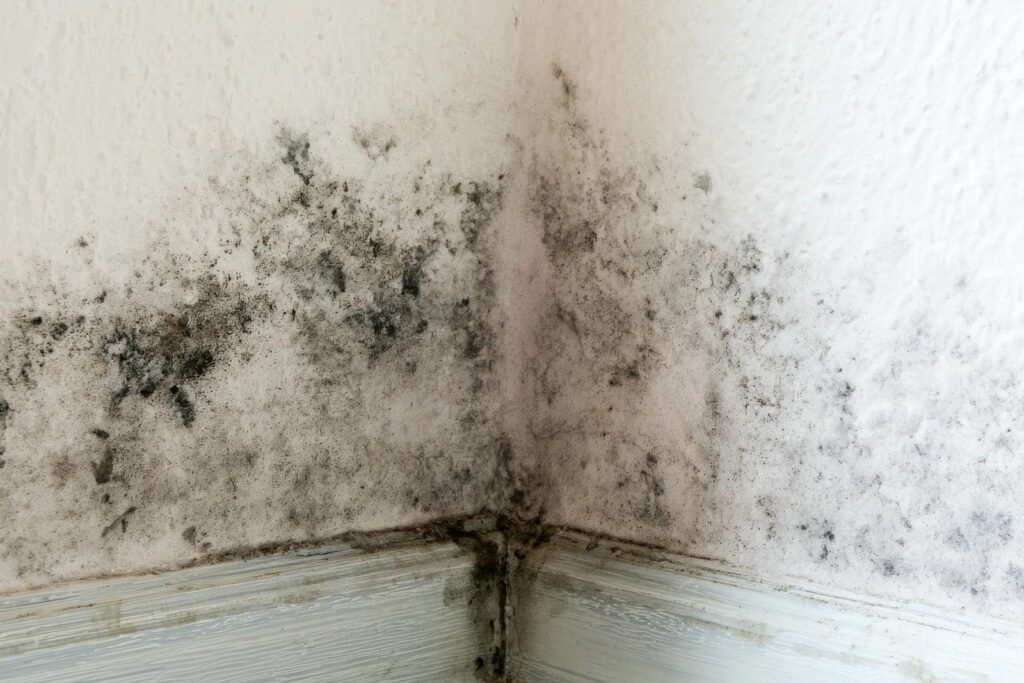 Black mold growing on the corner of white textured walls and baseboard.